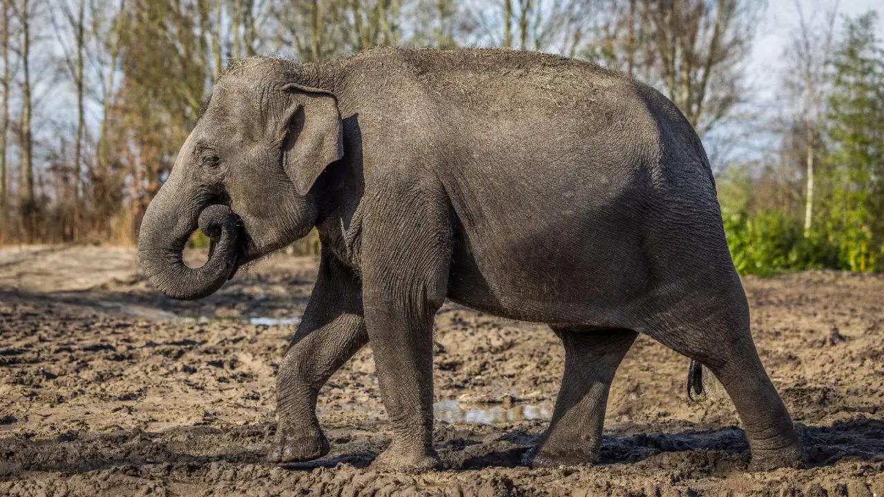 siete-especies-borde-extinción-elefante-asiático-jabonería-granel