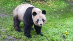 siete-especies-borde-extinción-oso-panda-jabonería-granel