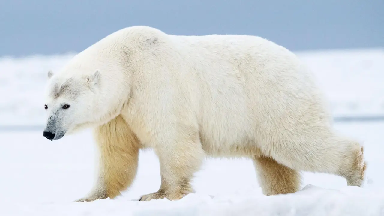 siete-especies-borde-extinción-oso-polar-jabonería-granel