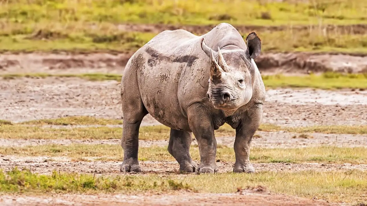 siete-especies-borde-extinción-rinoceronte-lanudo-jabonería-granel