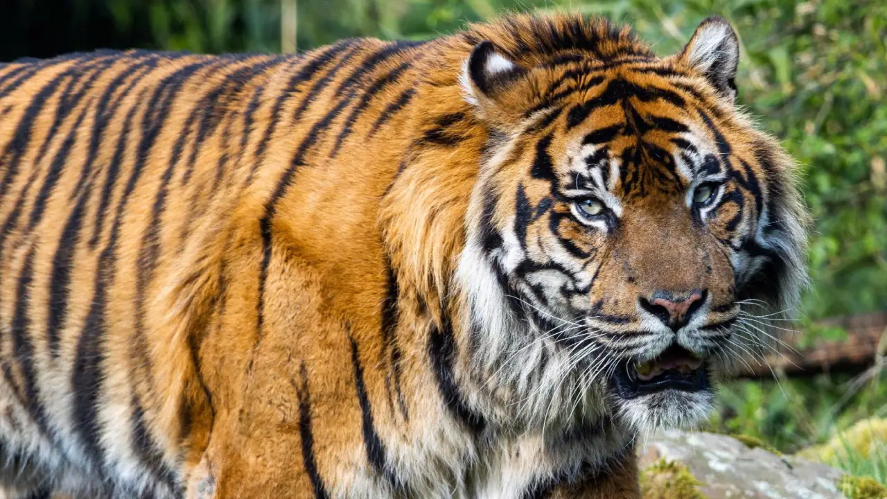 siete-especies-borde-extinción-tigre-bengala-jabonería-granel