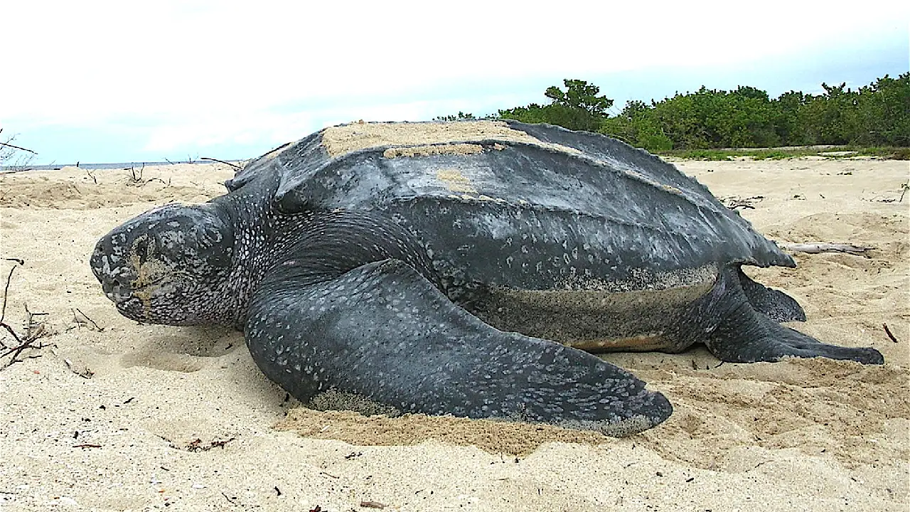 siete-especies-borde-extinción-tortuga-laúd-jabonería-granel